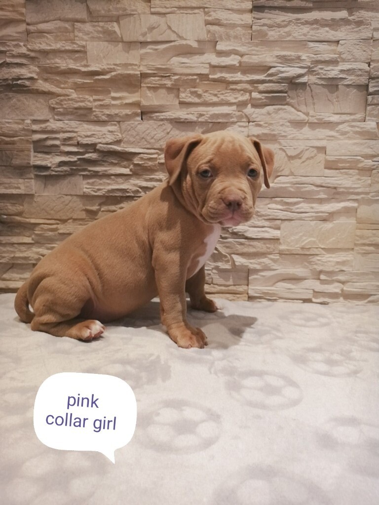 gumtree american bully